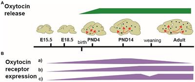 Neonatal oxytocin gives the tempo of social and feeding behaviors